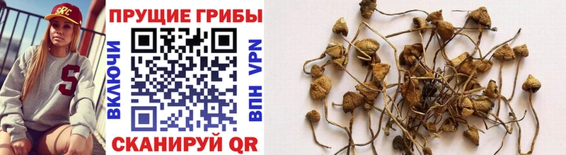 Галлюциногенные грибы Psilocybe  Лодейное Поле 